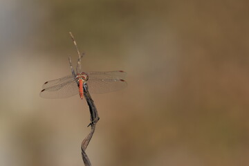 red damselfly on a branch, red dragonfly in sunshine and brown background, damselfly from close up, close-up Sympetrum, dragofly from behind, wings of a damselfy, Sympetrum