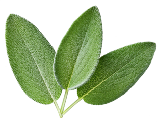 sage leaf isolated on transparent background, cutout