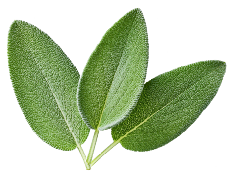 sage leaf isolated on transparent background, cutout