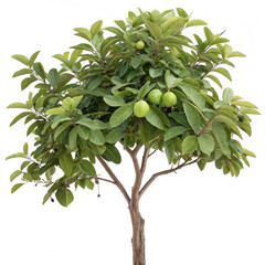 guava tree on white background