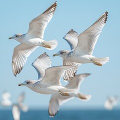 Obraz premium A group of seagulls soaring gracefully against a clear blue sky, with the ocean visible in the background.