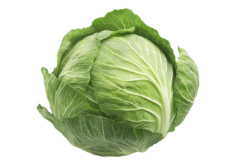 Fresh cabbage. Isolated asset with transparent background.