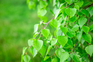 Fresh birch tree leaves with green bokeh background
