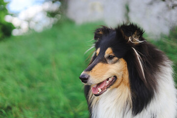 Smiling rough collie puppy portrait with rocky background
