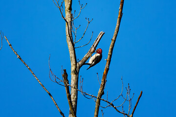 Juvenile Red-headed Woodpecker,  (Melanerpes erythrocephalus)