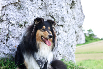 Adorable, young rough collie dog with a black neck scarf sitting with the tongue out on rock background
