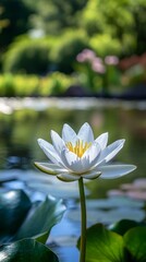 Tranquil White Lily in Full Bloom by the Water