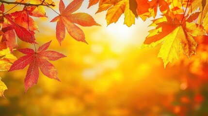 Fototapeta premium Foliage in the park. Autumn fall leaves of maple trees. Autumn fall leaves in sunlight. Natural autumn background. Autumnal background. Foliage, falling leaves background. Autumn leaf. Autumnal mood.