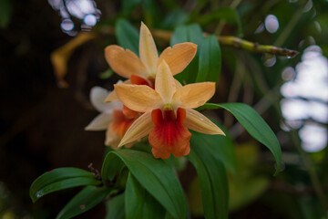 Stunning orchids in full bloom take center stage at the Kuala Lumpur Botanical Garden, showcasing vibrant colors, intricate details, and natural elegance in a lush tropical setting.