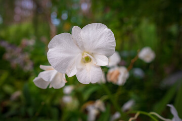 Stunning orchids in full bloom take center stage at the Kuala Lumpur Botanical Garden, showcasing vibrant colors, intricate details, and natural elegance in a lush tropical setting.