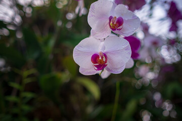Stunning orchids in full bloom take center stage at the Kuala Lumpur Botanical Garden, showcasing vibrant colors, intricate details, and natural elegance in a lush tropical setting.