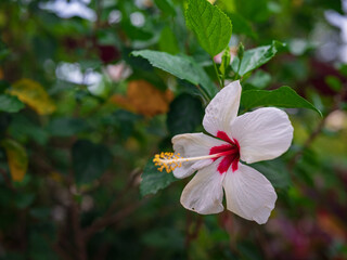 walk in Perdana Botanical Garden, Lush greenery and exotic plants in the Kuala Lumpur Botanical Garden, offering serene escape into nature with vibrant flowers, towering trees, and tranquil paths.