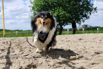 Happy rough collie with a black neck scarf running towards viewer on the sand with owner in the background