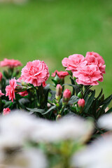 Small pink flowers with white flowers bokeh foreground and green bokeh background