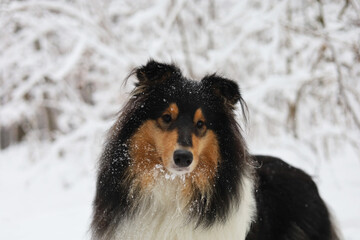 Beautiful rough collie dog portrait in the snowy forest