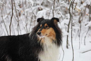 Beautiful rough collie dog playing in the snowy forest