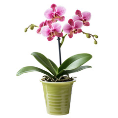 Naklejka premium Pink Orchid in Green Decorative Pot
