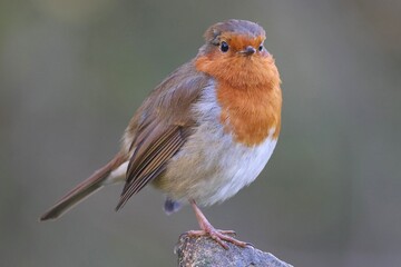 European Robin posing on a branch