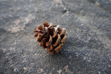 Beijing Summer Palace Pine Nuts