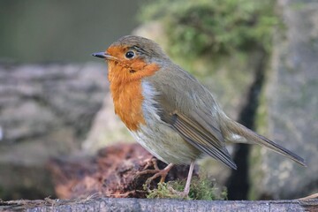 Fototapeta premium Robin