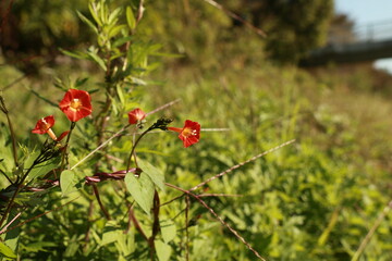 Fototapeta premium 둥근잎유홍초