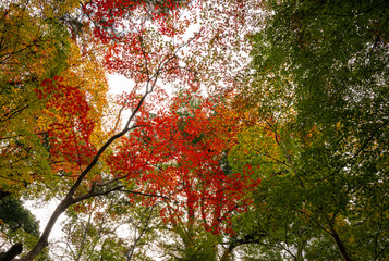 Fototapeta premium 鮮やかな紅葉のグラデーション