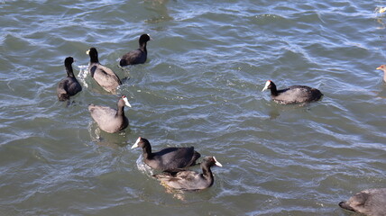 Flock of Red-Knobbed Coots and Ducks Swimming in a Lake on a Sunny Day with Splashing Water and Natural Wildlife Activity
