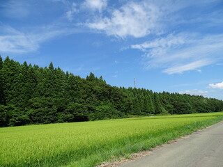 夏の農村風景