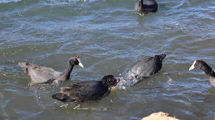 Flock of Red-Knobbed Coots and Ducks Swimming in a Lake on a Sunny Day with Splashing Water and Natural Wildlife Activity
