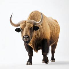 Naklejka premium takin on white background