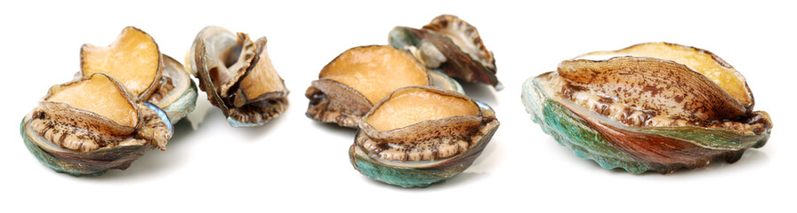 Raw abalones on the white background 