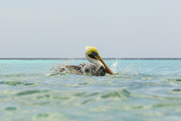 Majestic brown pelican, Pelecanus occidentalis carolinensis, flapping its wings and splashing through turquoise waters on a Caribbean beach