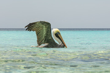 Majestic brown pelican, Pelecanus occidentalis carolinensis, flapping its wings and splashing through turquoise waters on a Caribbean beach