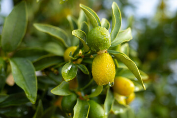 Citrus fruits growing on a bush near a tranquil body of water on a cloudy day