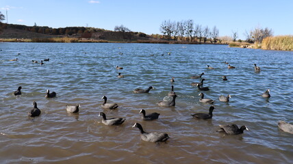 Flock of Red-Knobbed Coots and Ducks Swimming in a Lake on a Sunny Day with Splashing Water and Natural Wildlife Activity
