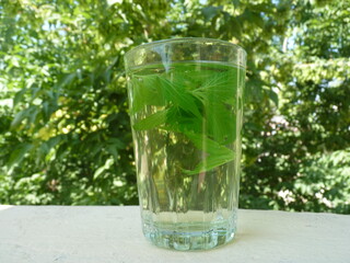 Freshly Brewed Nettle Leaf Tea: A Natural Elixir of Wellness, Energy, and Harmony with Nature Under a Bright Sky