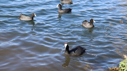 Flock of Red-Knobbed Coots and Ducks Swimming in a Lake on a Sunny Day with Splashing Water and Natural Wildlife Activity

