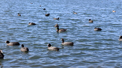 Flock of Red-Knobbed Coots and Ducks Swimming in a Lake on a Sunny Day with Splashing Water and Natural Wildlife Activity
