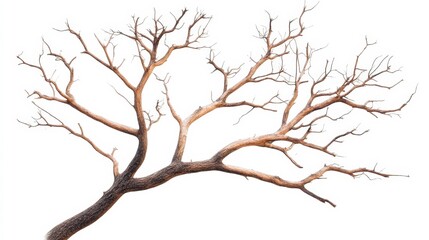 A stark, bare tree with intricate branches against a white background creates a striking visual, Ideal for themes of solitude, resilience, and nature's beauty in design projects or articles,