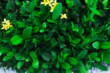 Yellow Ashoka Flower (Saraca asoca) in the park, wallpaper of yellow Ashoka flowers with green leaves