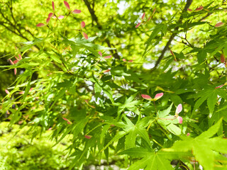 青々としたもみじの写真