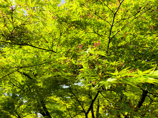 青々としたもみじの写真