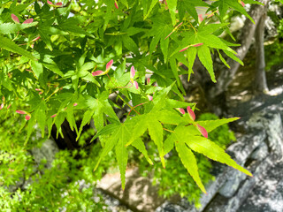 青々としたもみじの写真