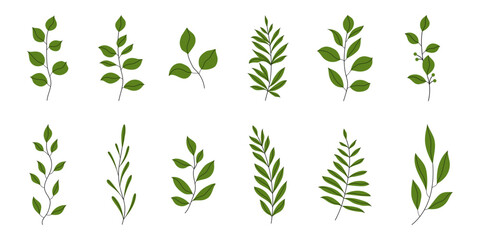 Set of Branches with Leaves in Hand Drawn Flat Style. Branches of herbs isolated on white background. Botanical plants with leaves. Simple black ink greenery