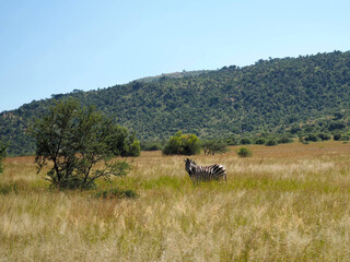 wild animals in the african savannas