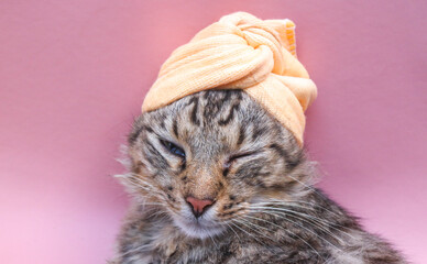 Big tabby cat wearing a towel on his head. Treat the cat's fur with shampoo and dry the fur with a towel.