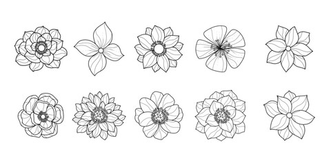 Collection of Outline Hand Drawn Flowers. Blooming floral plants in vintage style. Botanical engraving drawings of herbs.