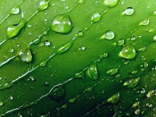 The closeup green leaf of banana with water drops to backdrop, wallpaper or background texture 