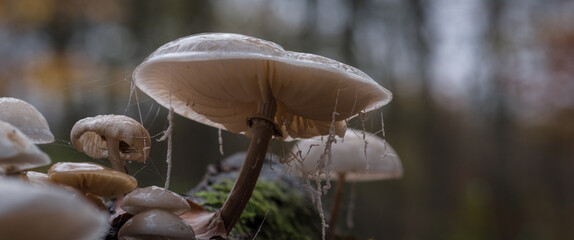 
AUTUMN IN THE FOREST - Life on an old fallen tree stump