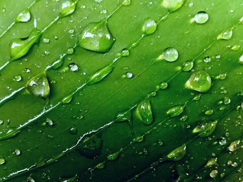 The closeup green leaf of banana with water drops to backdrop, wallpaper or background texture 